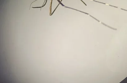 Азіатський тигровий комар Aedes albopictus