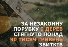Незаконна вирубка акацій і дубів у лісосмузі біля Себиного на Миколаївщині