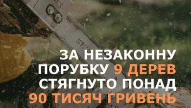 Незаконна вирубка акацій і дубів у лісосмузі біля Себиного на Миколаївщині