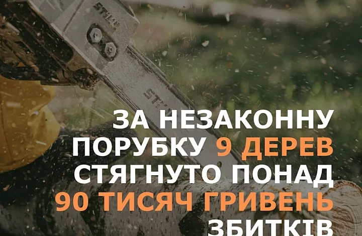 Незаконна вирубка акацій і дубів у лісосмузі біля Себиного на Миколаївщині