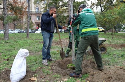 Висаджування молодих кленів і верб на Флотському бульварі в Миколаєві