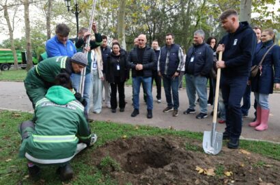 Висаджування молодих кленів і верб на Флотському бульварі в Миколаєві