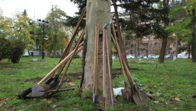 Висаджування молодих кленів і верб на Флотському бульварі в Миколаєві