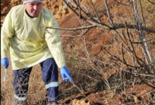 Вакцинація диких тварин проти сказу на Миколаївщині та Одещині