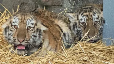 Маленька тигриця, яка втекла з Миколаївського зоопарку