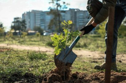 Висаджування молодих дубів на честь українських захисників у парку «Ліски» в Миколаєві