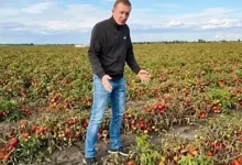 Промислові томати на полях Миколаївщини, які псуються через відсутність збуту