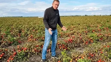 Промислові томати на полях Миколаївщини, які псуються через відсутність збуту