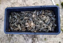 Справа про незаконний вилов раків і риби в Інгулі поблизу Калинівки