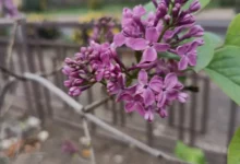 Бузок, що зацвів наприкінці жовтня в селі поблизу Миколаєва