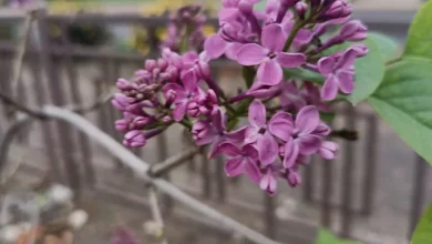 Бузок, що зацвів наприкінці жовтня в селі поблизу Миколаєва