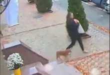 Крадіжка гарбуза до Гелловіну біля входу до приміщення в Миколаєві