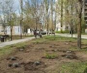 Оновлені зелені зони скверу Вітовський у Миколаєві
