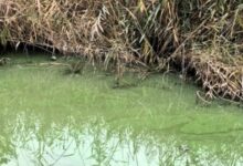 Вода Бузького лиману біля човнової станції «Чайка» в Миколаєві