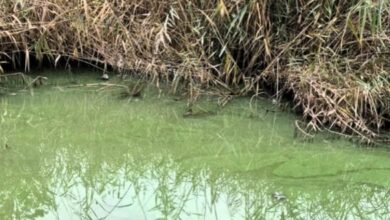 Вода Бузького лиману біля човнової станції «Чайка» в Миколаєві