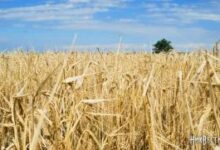 Сплата податків аграріями Миколаївщини до місцевих бюджетів