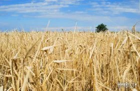 Сплата податків аграріями Миколаївщини до місцевих бюджетів
