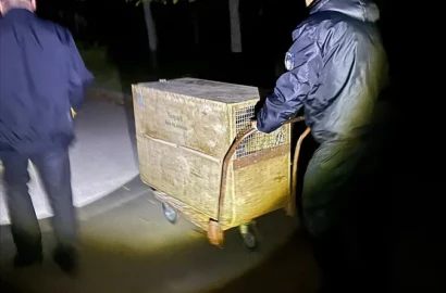 Упіймана маленька тигриця, яка втекла з Миколаївського зоопарку