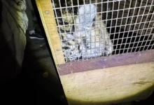 Упіймана маленька тигриця, яка втекла з Миколаївського зоопарку