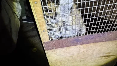 Упіймана маленька тигриця, яка втекла з Миколаївського зоопарку