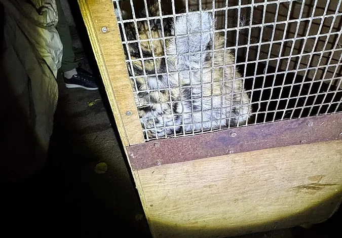 Упіймана маленька тигриця, яка втекла з Миколаївського зоопарку