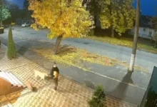 Повторне зникнення гарбуза до Гелловіну на Спаській у центрі Миколаєва