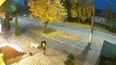 Повторне зникнення гарбуза до Гелловіну на Спаській у центрі Миколаєва
