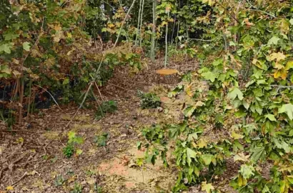 Незаконна вирубка дубів і ясенів у полезахисних лісосмугах Кривоозерської громади