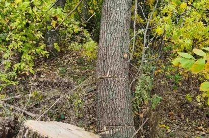 Незаконна вирубка дубів і ясенів у полезахисних лісосмугах Кривоозерської громади