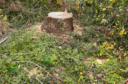 Незаконна вирубка дубів і ясенів у полезахисних лісосмугах Кривоозерської громади
