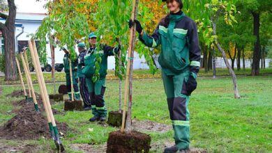 Висадка молодих сакур у парку "Юних героїв" у Миколаєві