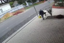 Виривання квітів із клумби в Корабельному районі Миколаєва