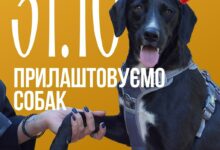 Костюмована зустріч у Миколаєві для прилаштування безпритульних собак