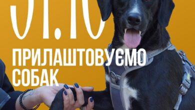 Костюмована зустріч у Миколаєві для прилаштування безпритульних собак