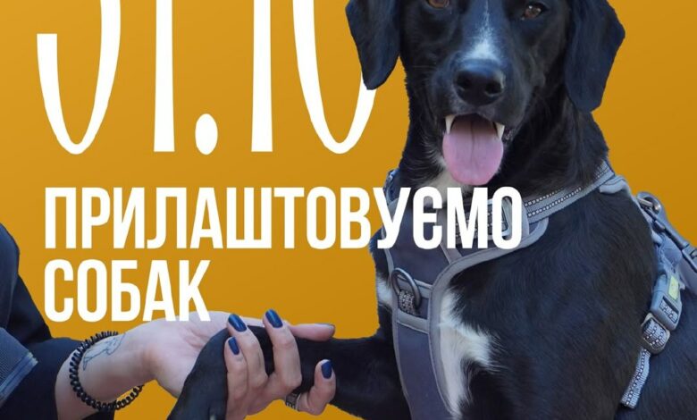Костюмована зустріч у Миколаєві для прилаштування безпритульних собак
